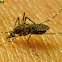 Mansonia mosquito