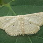 Cream Wave Moth