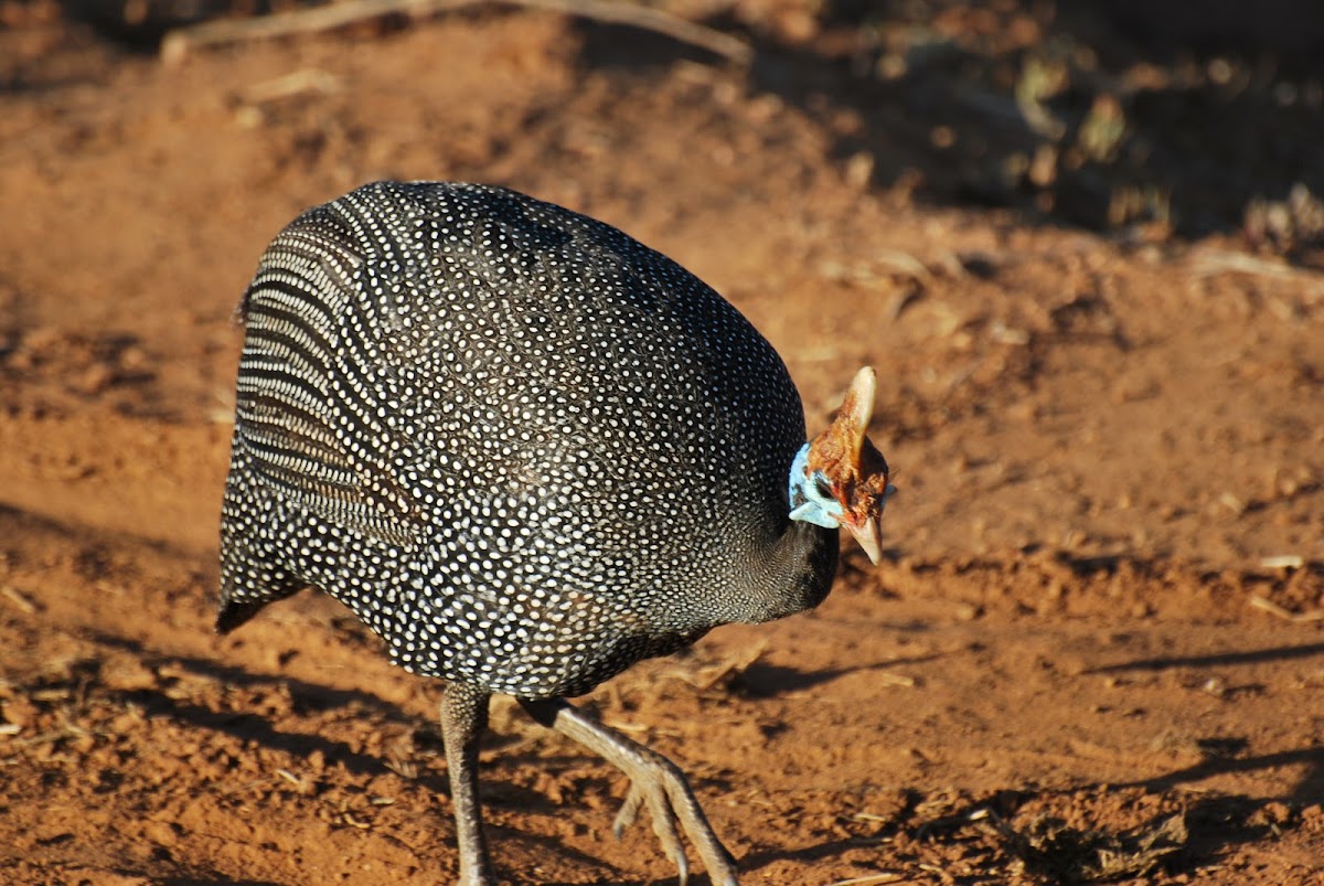 Helmeted Guineafowl