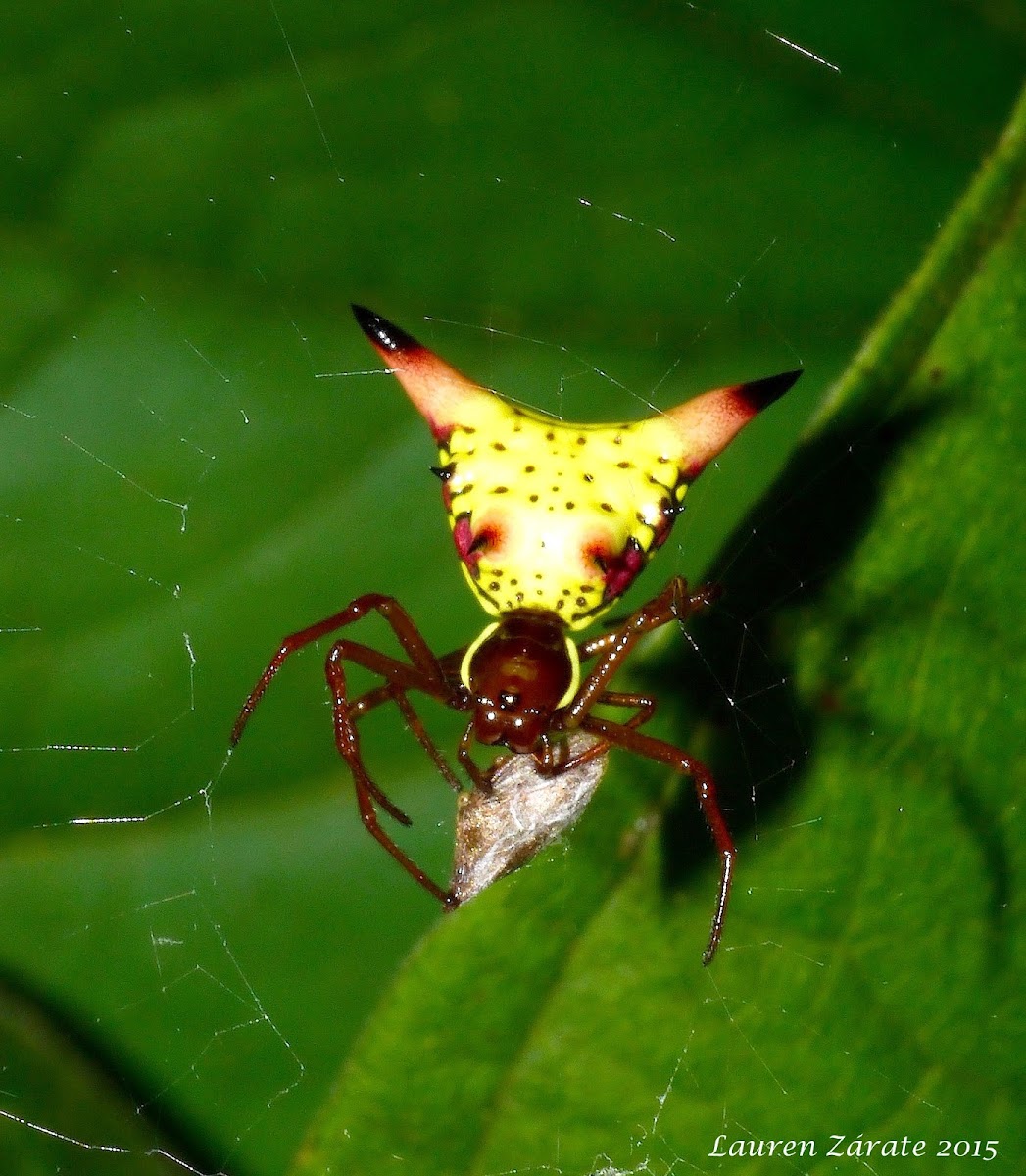 Arrowshaped Micrathena Spider