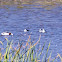 Black-winged Stilt; Cigüeñuela