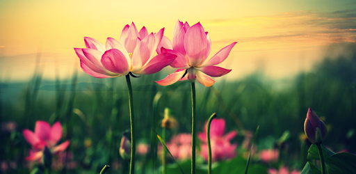 Lotus Flower Wallpapers Apps On Google Play