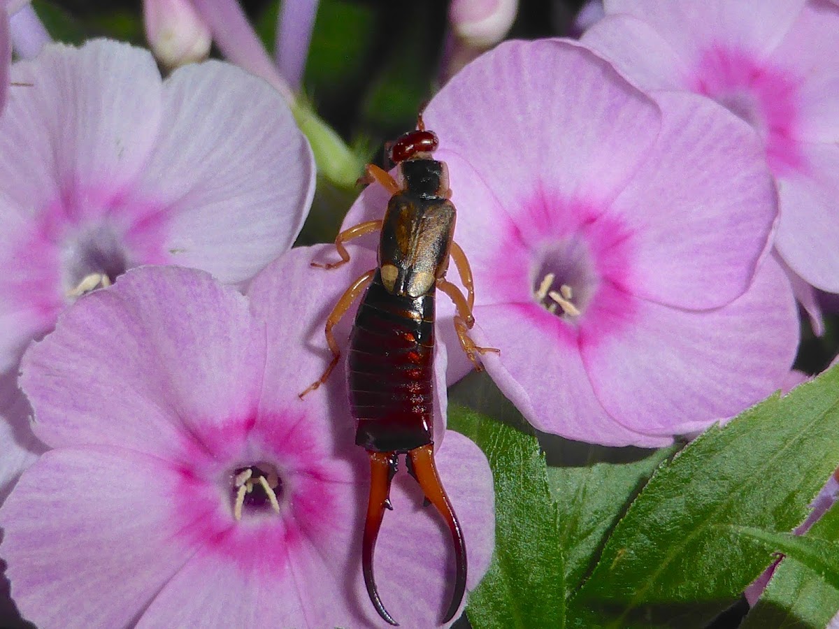 European Earwig