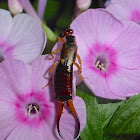 European Earwig