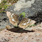 White Checkered Skipper