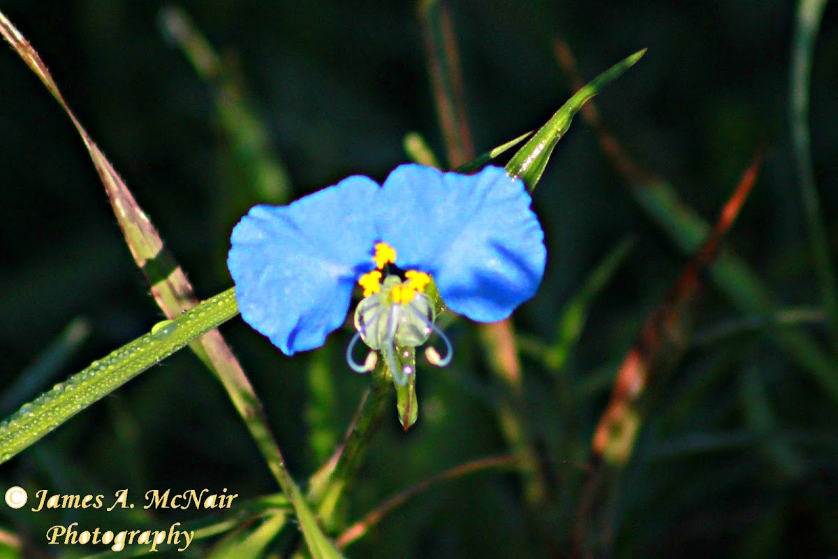 Benghal Dayflower