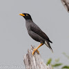 Javan Myna