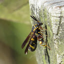 Leucospid wasp