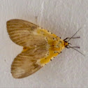 Specious Tiger Moth