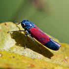 Sharpshooter leafhopper