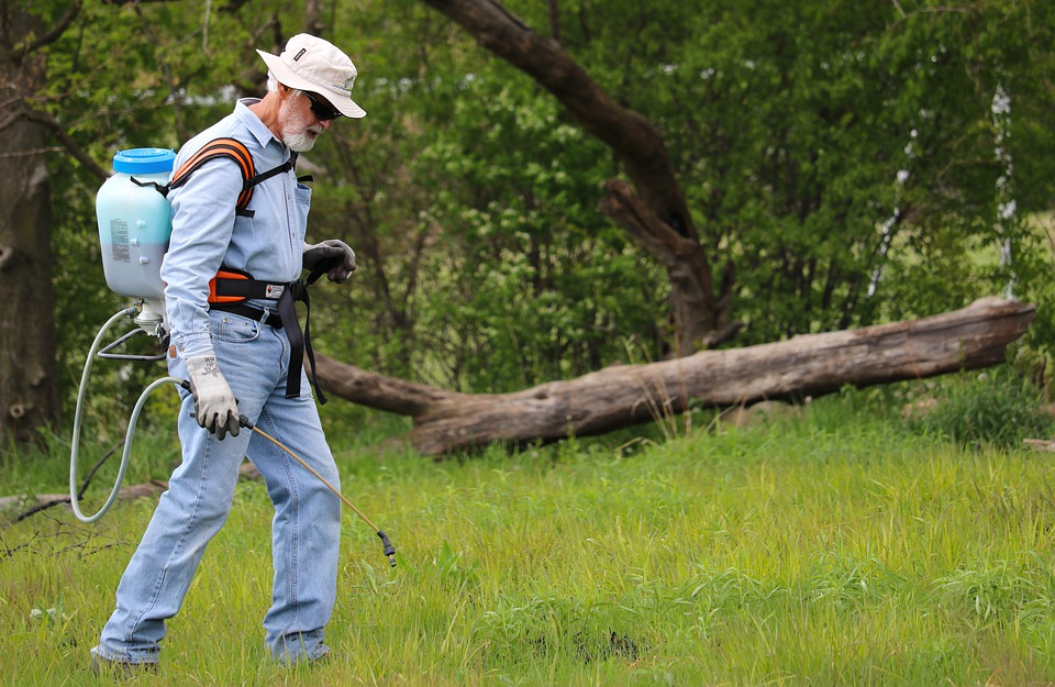 Guide to Get Rid of Annual Bluegrass