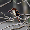 White-throated Kingfisher ( सेतोकण्ठे माटीकोरे )