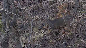 Day 6 of 7: Tony Kills a 2nd Buck thumbnail