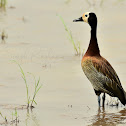 Duck  - White-faced Whistling Duck