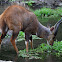 Bosbok (Bushbuck)