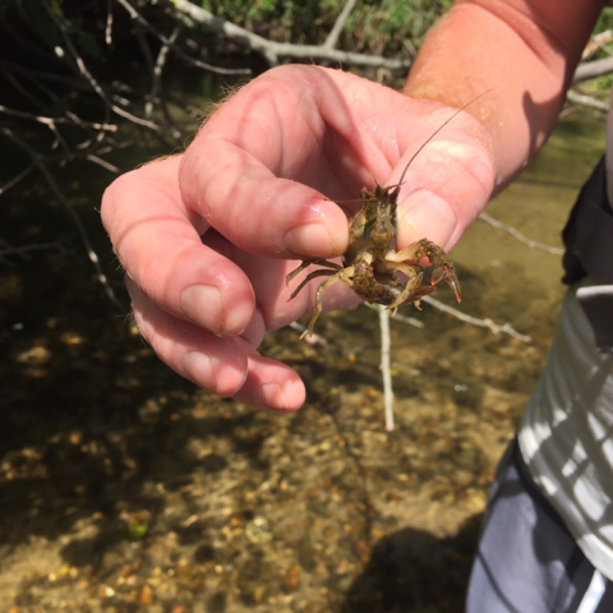 Crawfish