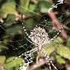 Lobed Argiope