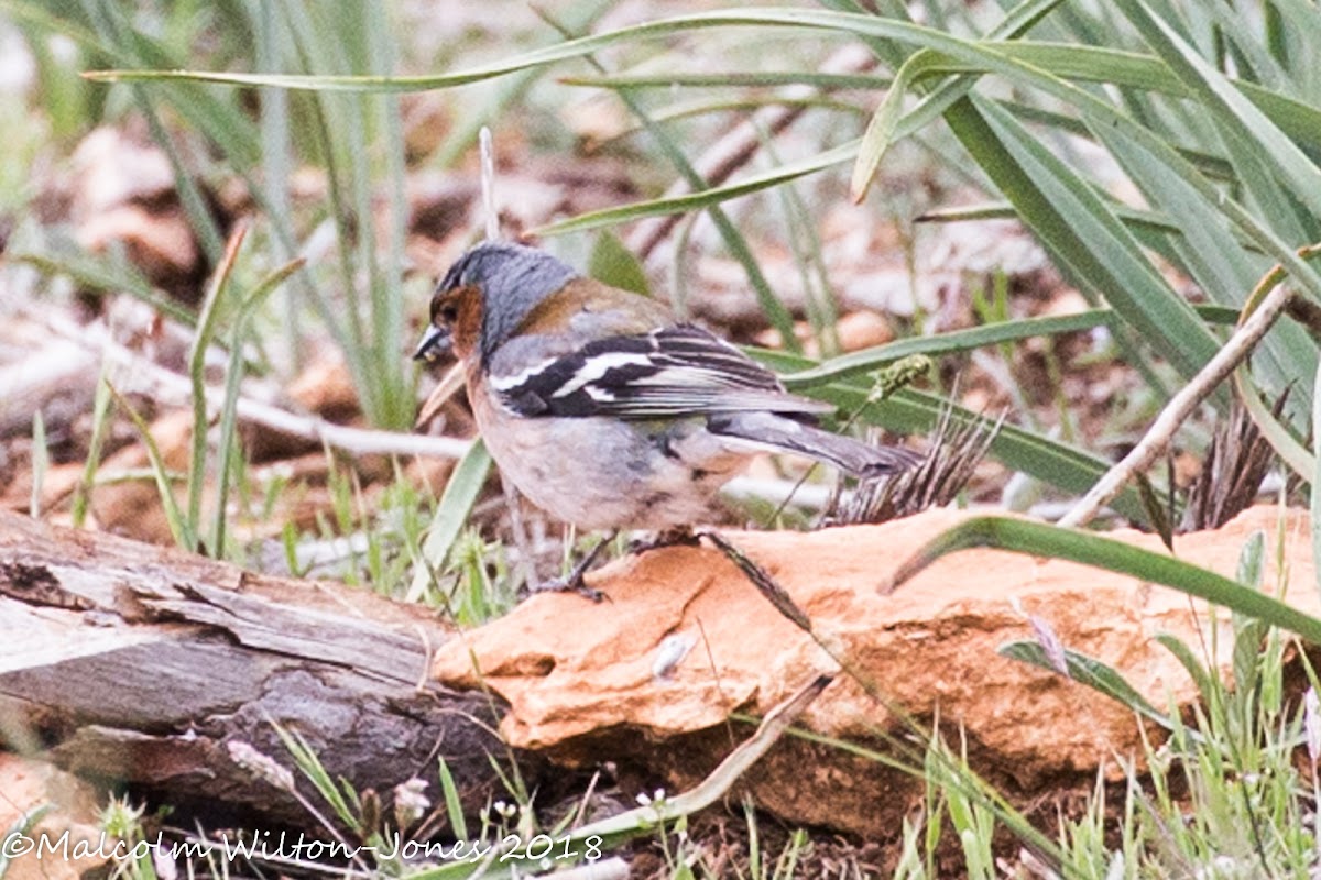 Chaffinch; Pinzòn Común