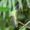 Green Violet-ear hummingbird