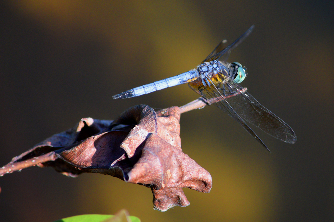 Blue Dasher