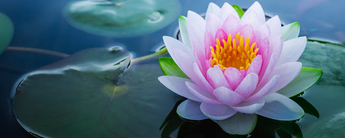 Lotus Flower HD Wallpapers New Tab Theme marquee promo image