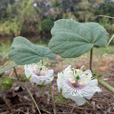 Fetid Passion Flower