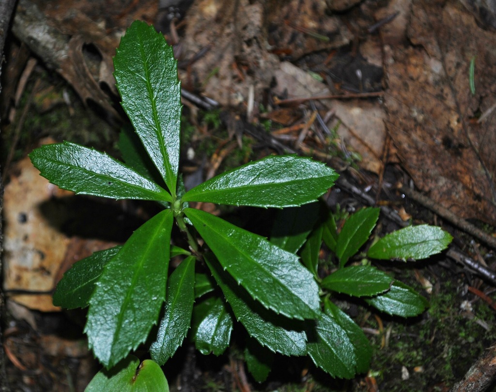 Prince's Pine