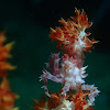 Soft Coral Crab