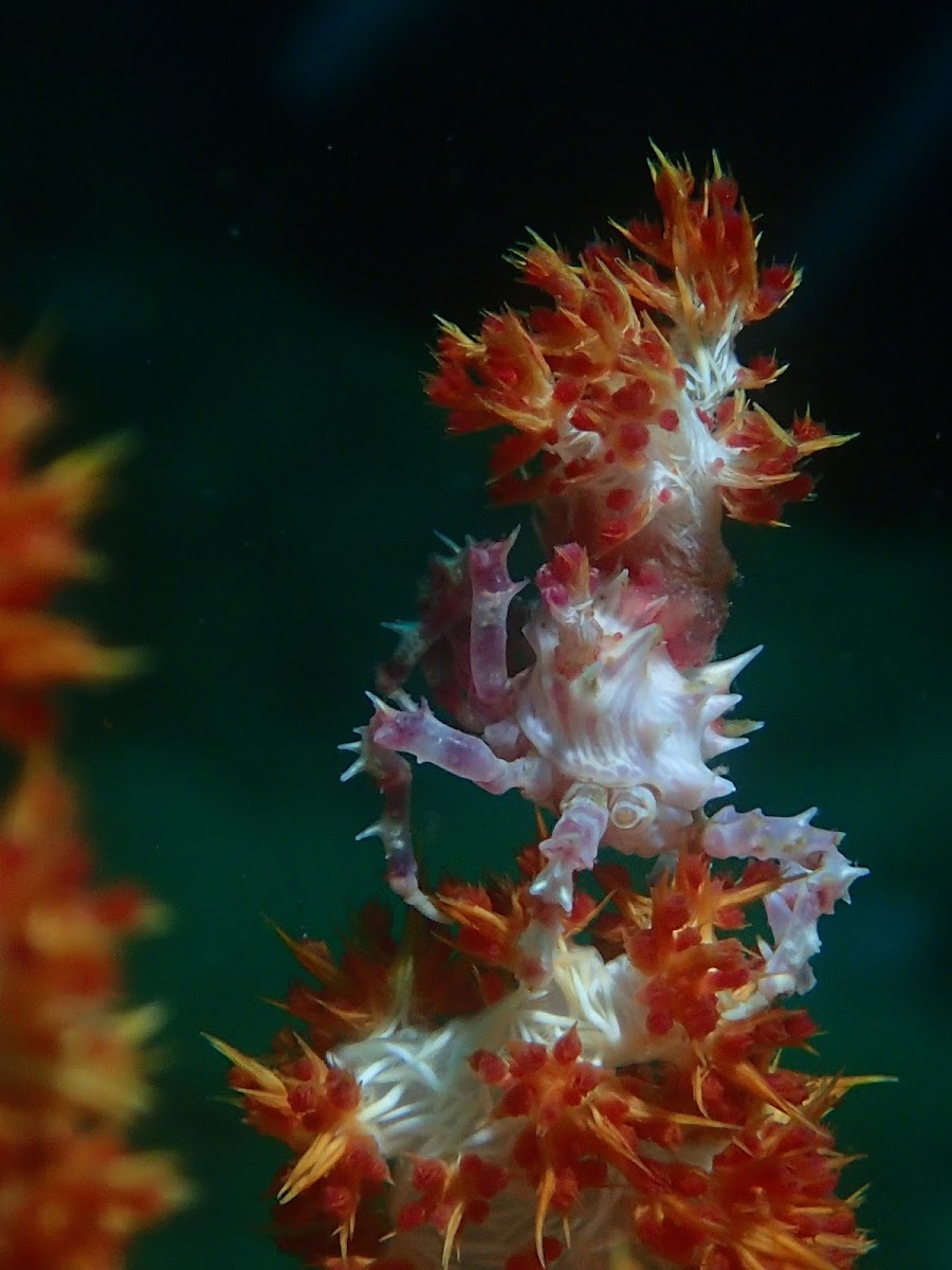 Soft Coral Crab