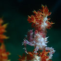 Soft Coral Crab