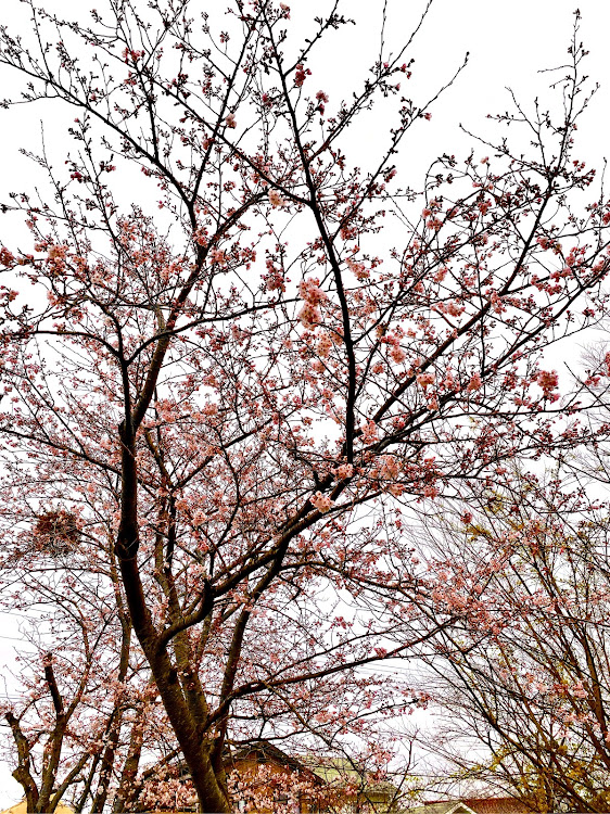 Nボックススラッシュのtwo-k魂・桜はまだまだ・勝手に撮影ごめんなさい・ガススタ映えに関するカスタム事例の投稿画像5枚目