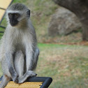 Vervet Monkey