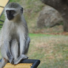 Vervet Monkey