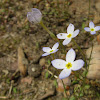 Bluets