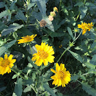 Cowpen Daisy, crown beard, golden crown beard, butter Daisy, American dog weed.