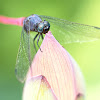 Common Red skimmer (赤褐灰蜻)