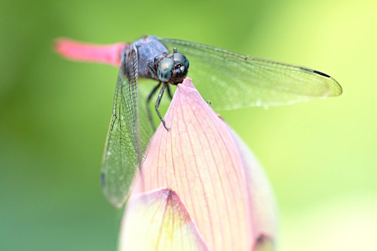 Common Red skimmer (赤褐灰蜻)