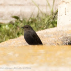 Black Redstart; Colirrojo Tizón