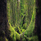 Item logo image for moss and trees