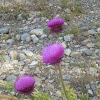 Musk Thistle