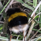 Buff-tailed Bumble Bee