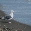 Large White-headed Gulls