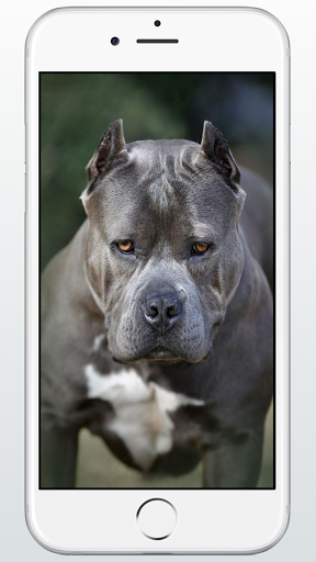 Screenshot Pitbull Dog Puppies Wallpaper