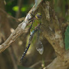 Blue-Tailed Green Darner