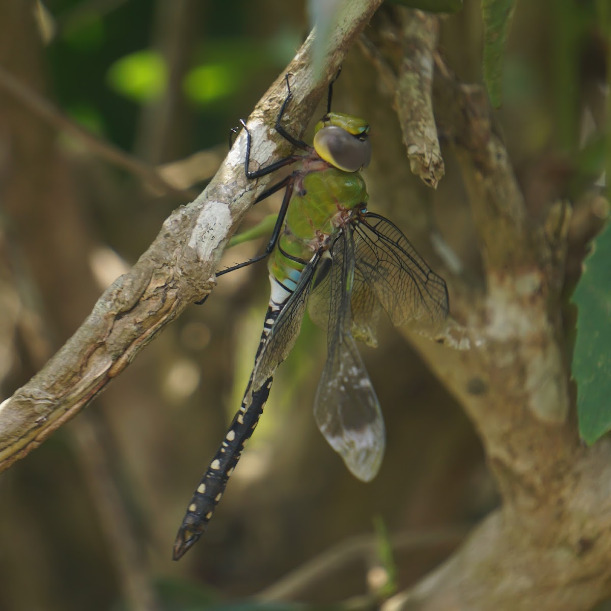 Blue-Tailed Green Darner