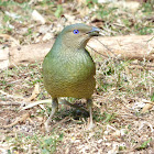 Satin Bowerbird (female)