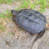 Common Snapping Turtle