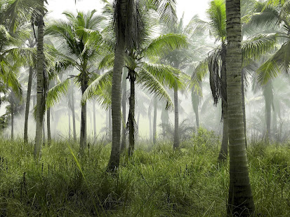 Tropical Photo Frames(圖7)-速報App