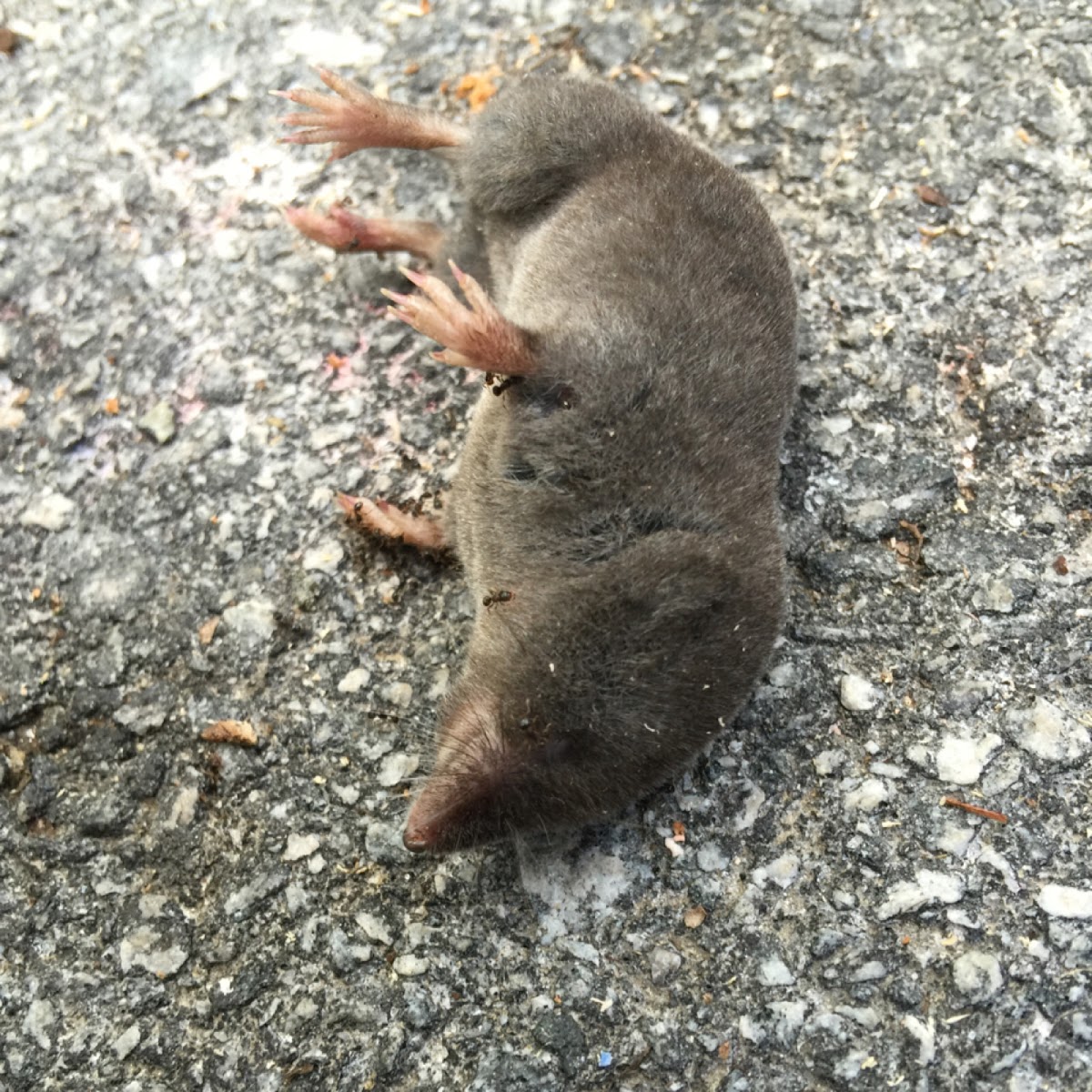 Northern Short-tailed Shrew