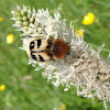 Bee Chaffer